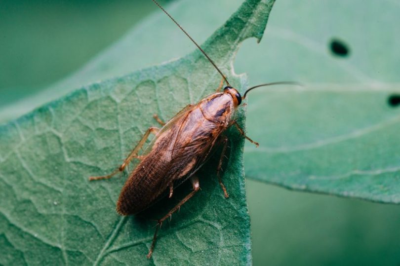 Comment se débarrasser des Cafards de Jardin de façon efficace — free download